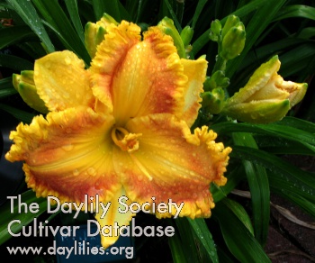 Daylily Elohim Pillar of Fire